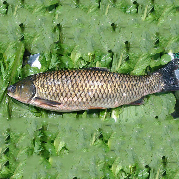 草鱼