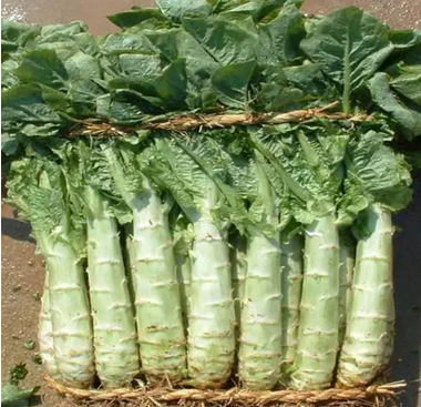 净莴笋