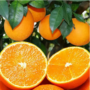 赣南脐橙80-90号