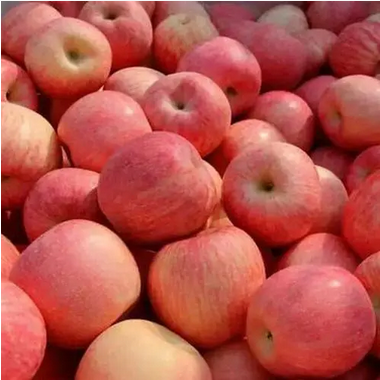 山东红富士苹果90号